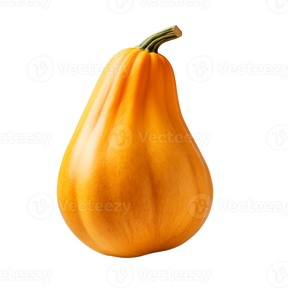 butternut isolated on transparent background png