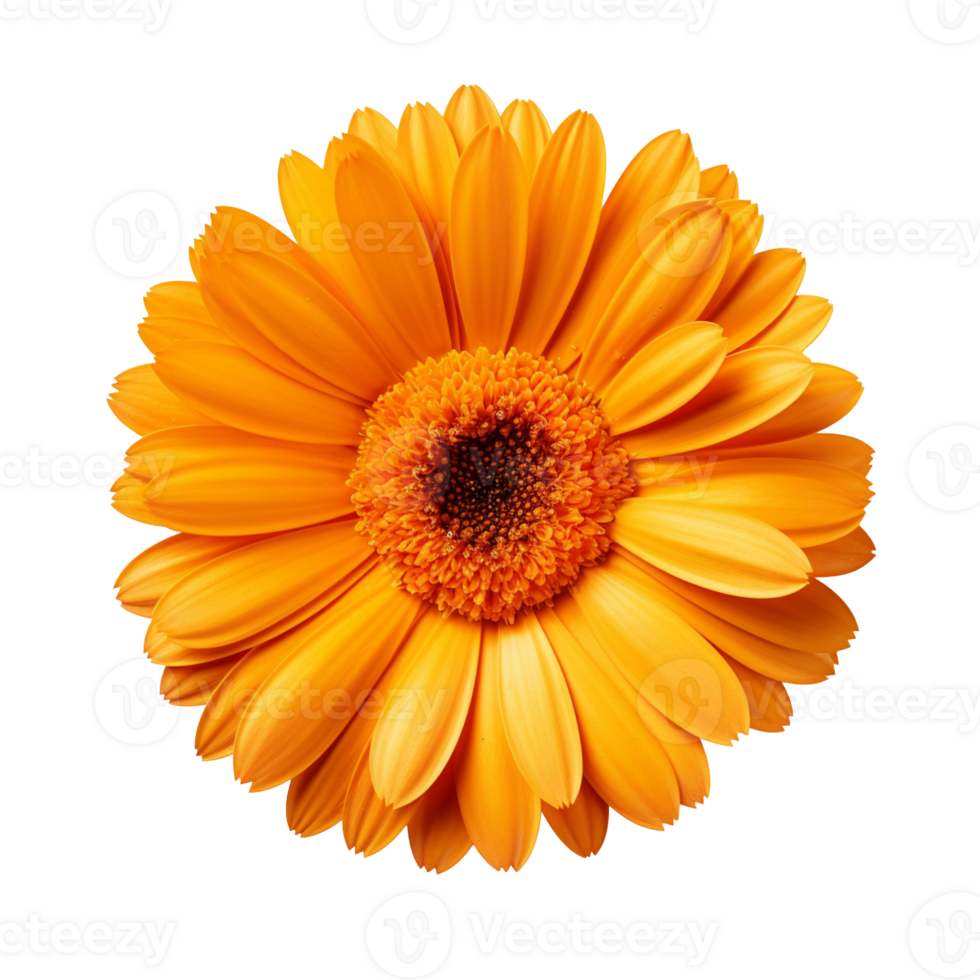 Calendula flower isolated on transparent background png