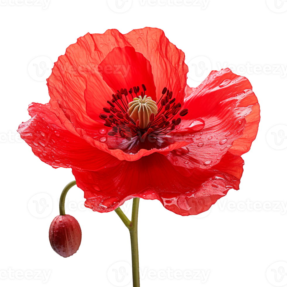 Close up photo of red poppie isolated on transparent background png