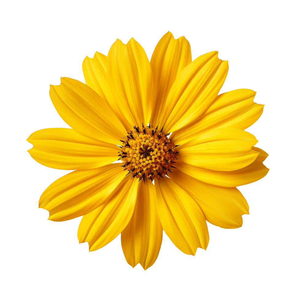Coreopsis flower isolated on transparent background 44813782 PNG Coreopsis flower isolated on transparent background 44813782 PNG
