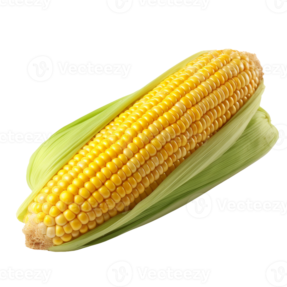 corn on the cob isolated on transparent background png