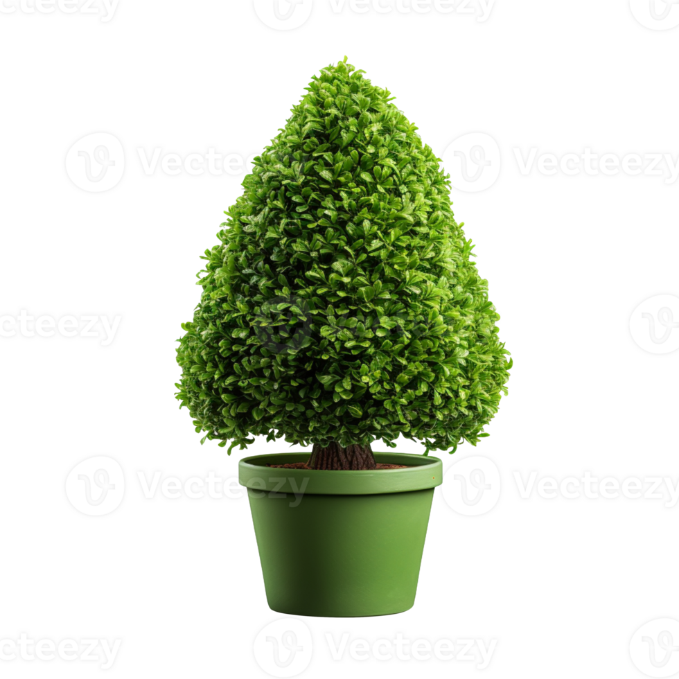 Cone Shape Topiary In Pot isolated on transparent background png
