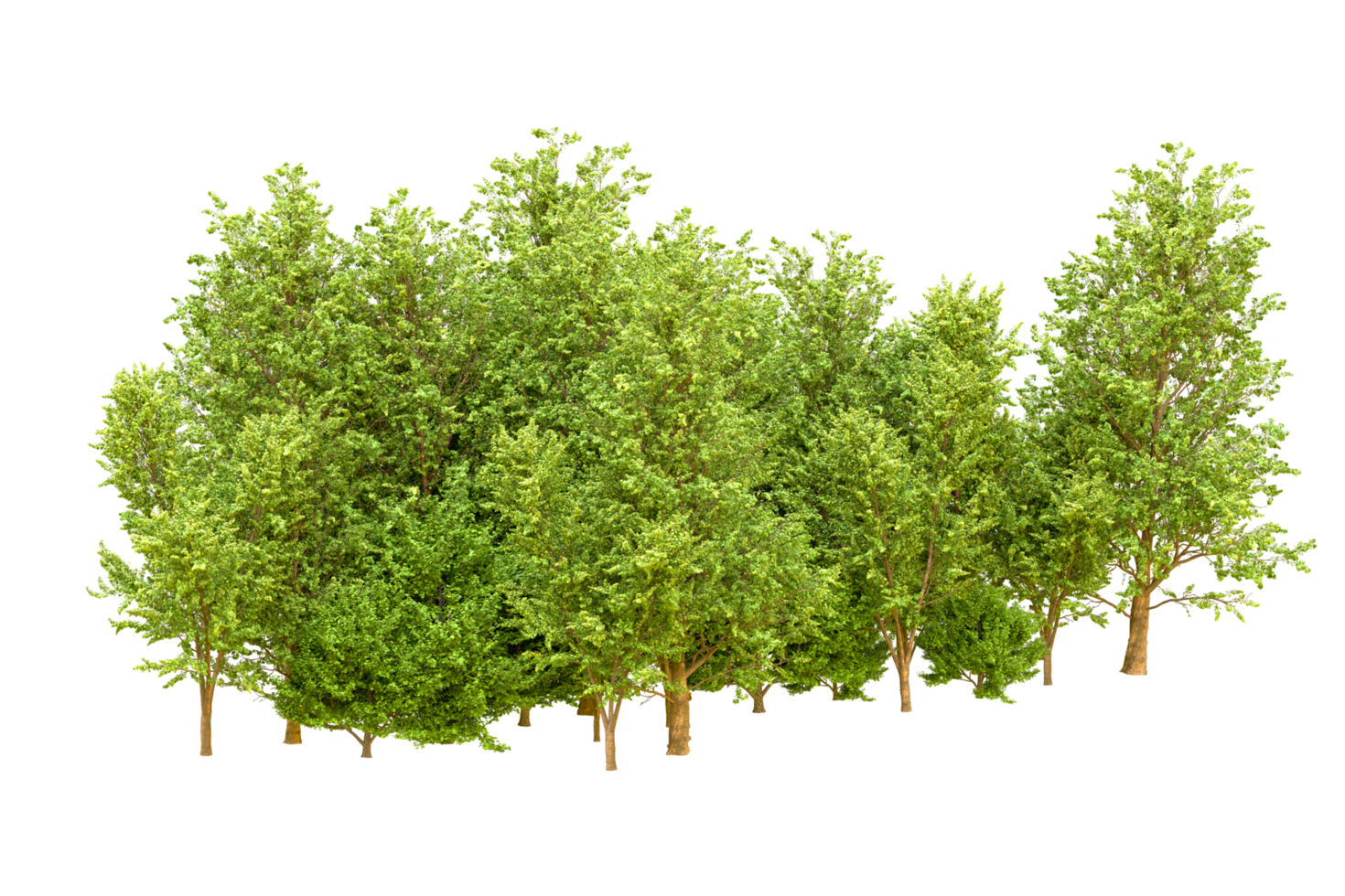 Green forest isolated on background. 3d rendering - illustration png