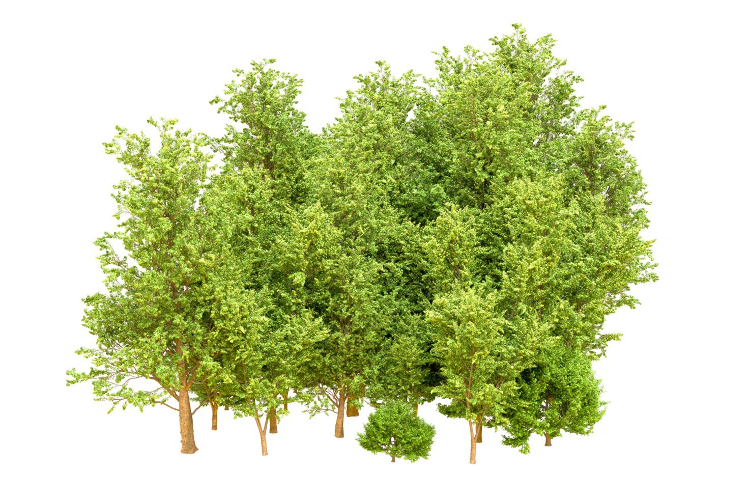 Green forest isolated on background. 3d rendering - illustration png