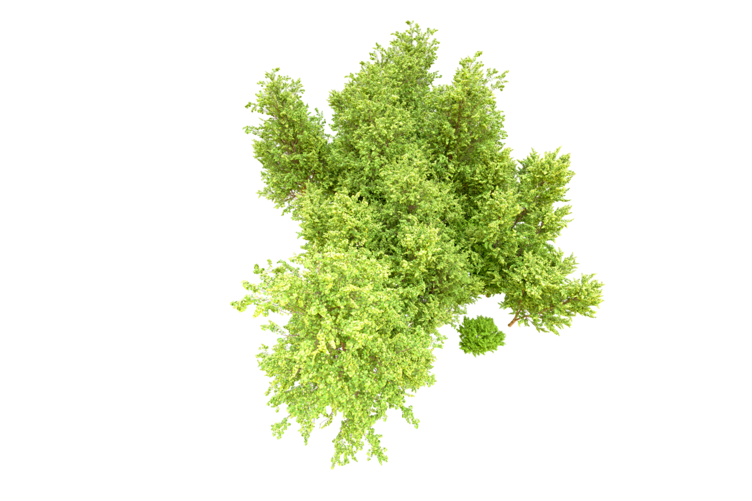 Green forest isolated on background. 3d rendering - illustration png