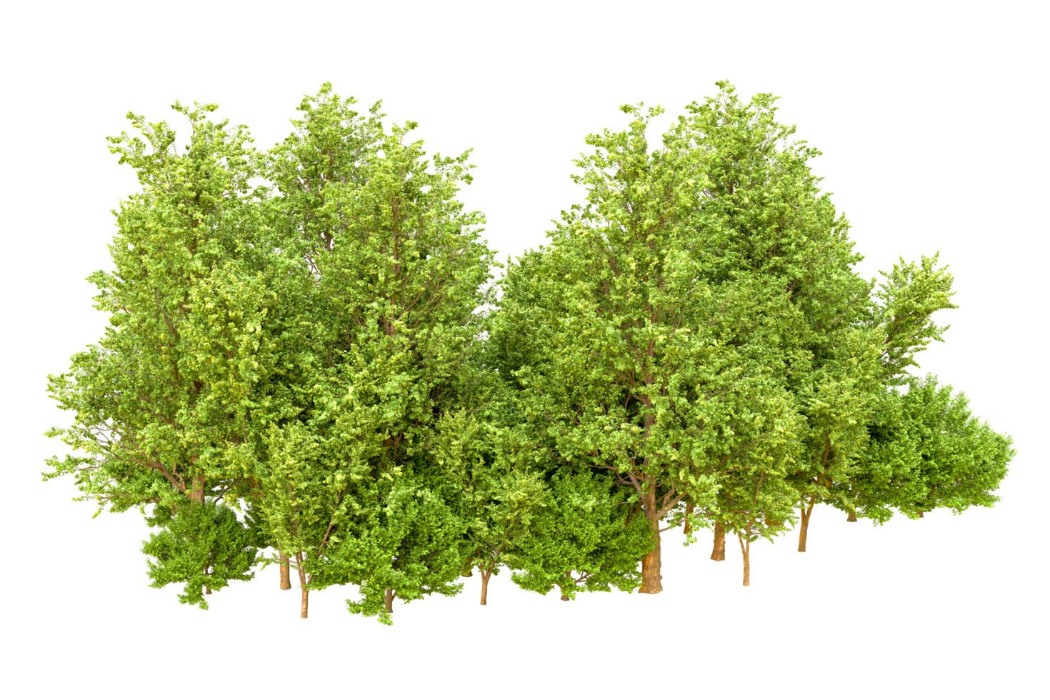 Green forest isolated on background. 3d rendering - illustration png