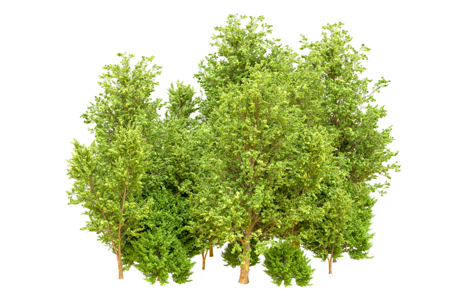 Green forest isolated on background. 3d rendering - illustration png