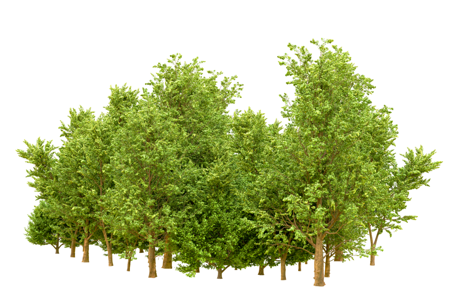 Green forest isolated on background. 3d rendering - illustration png