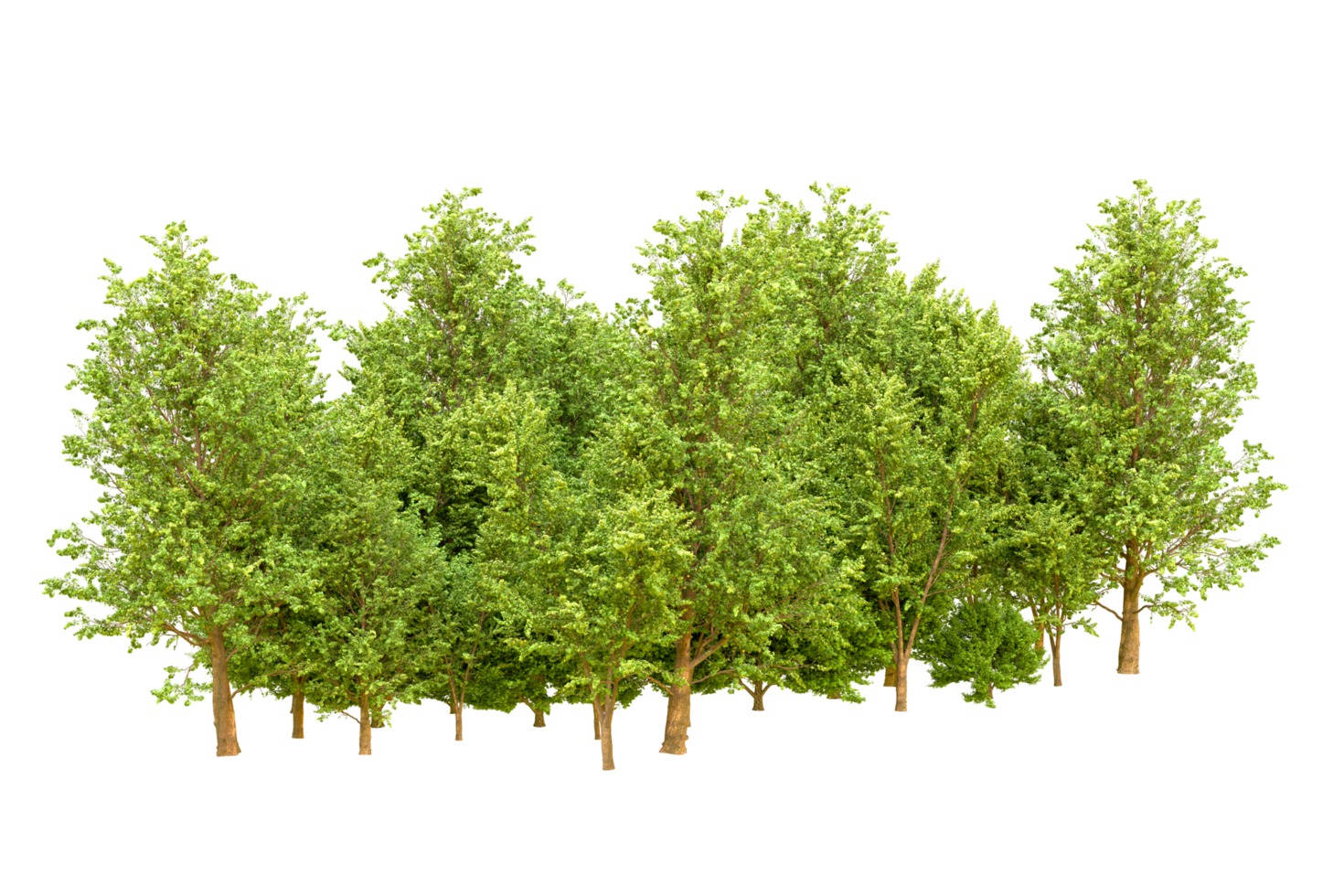 Green forest isolated on background. 3d rendering - illustration png
