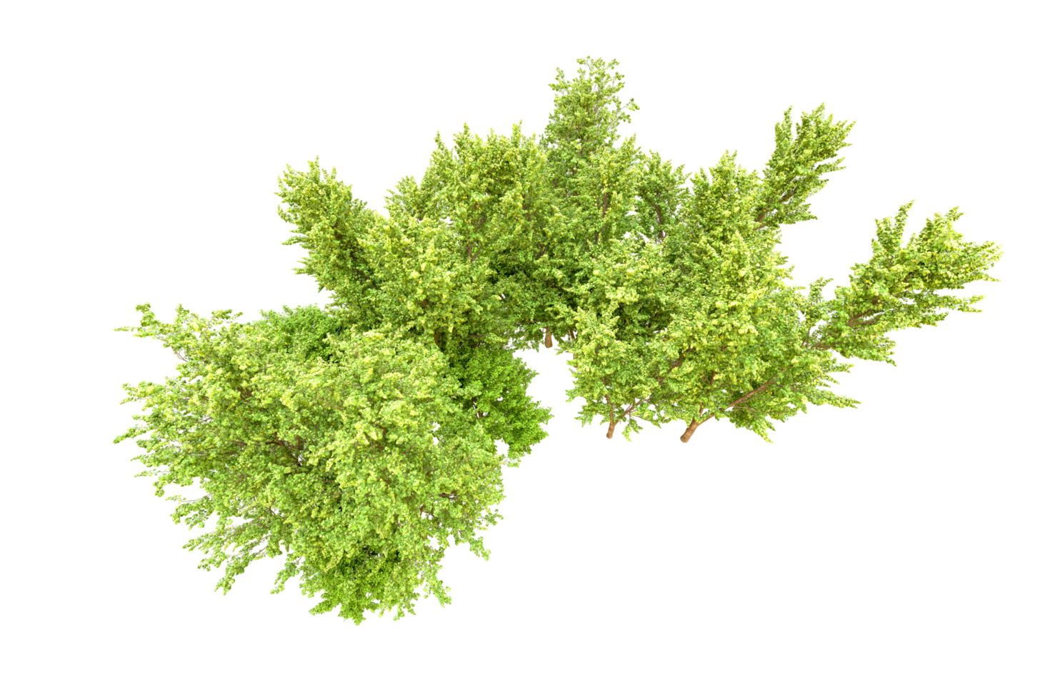 Green forest isolated on background. 3d rendering - illustration png