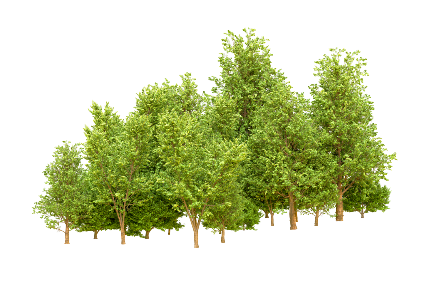 Green forest isolated on background. 3d rendering - illustration png