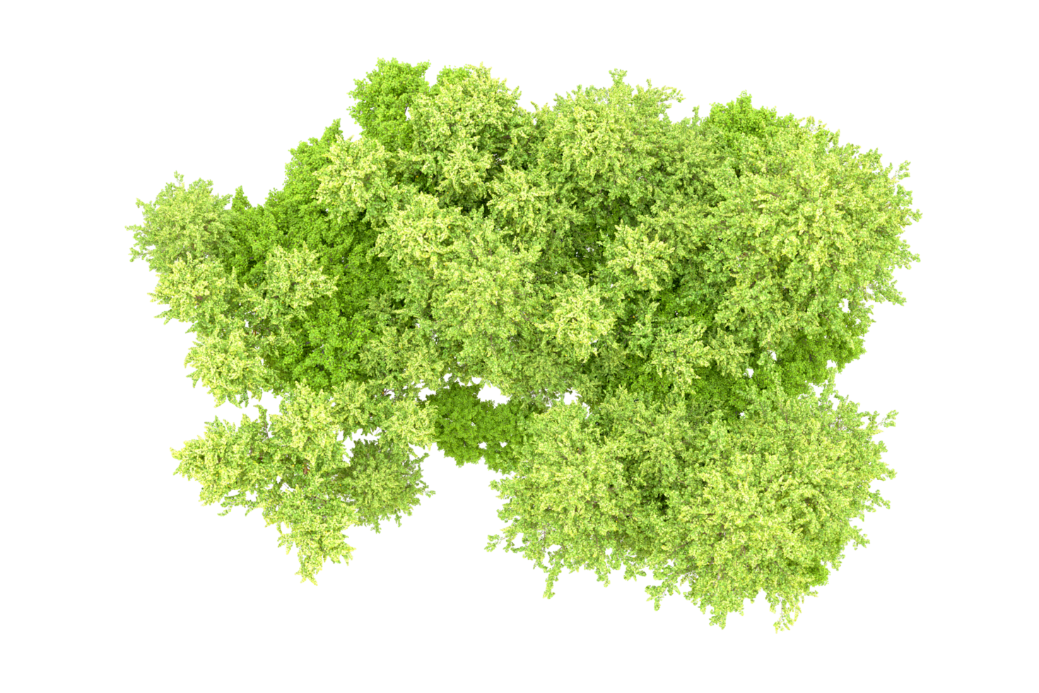 Green forest isolated on background. 3d rendering - illustration png