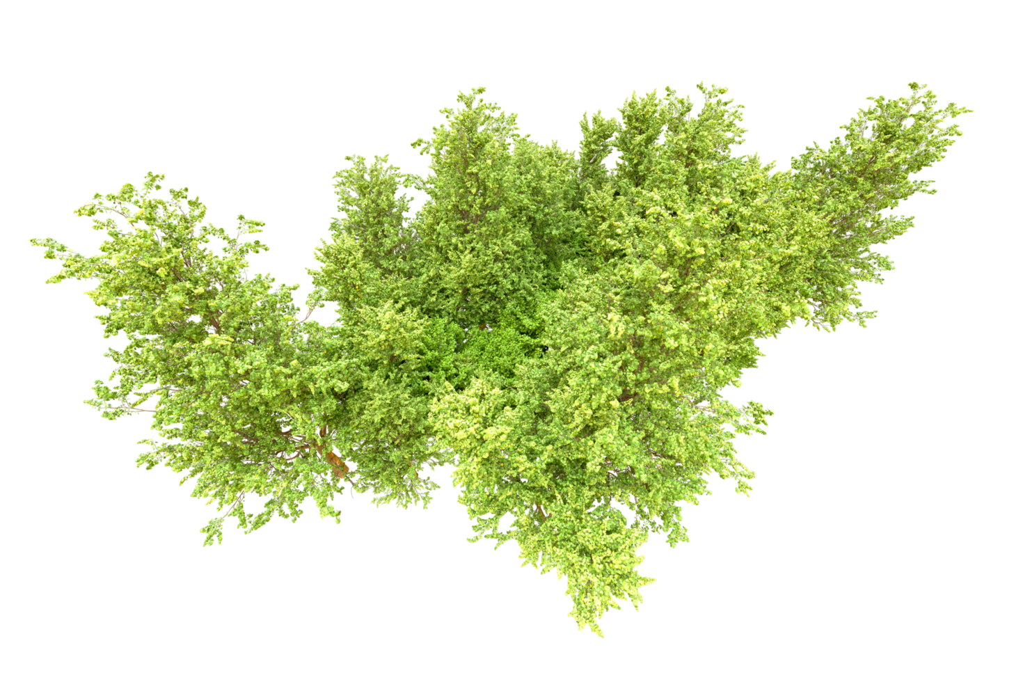 Green forest isolated on background. 3d rendering - illustration png
