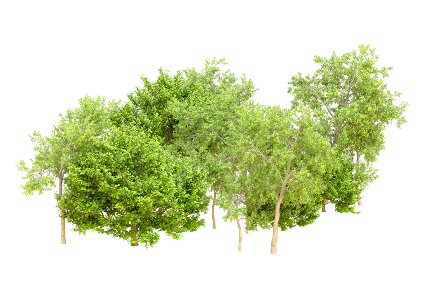 Green forest isolated on background. 3d rendering - illustration png