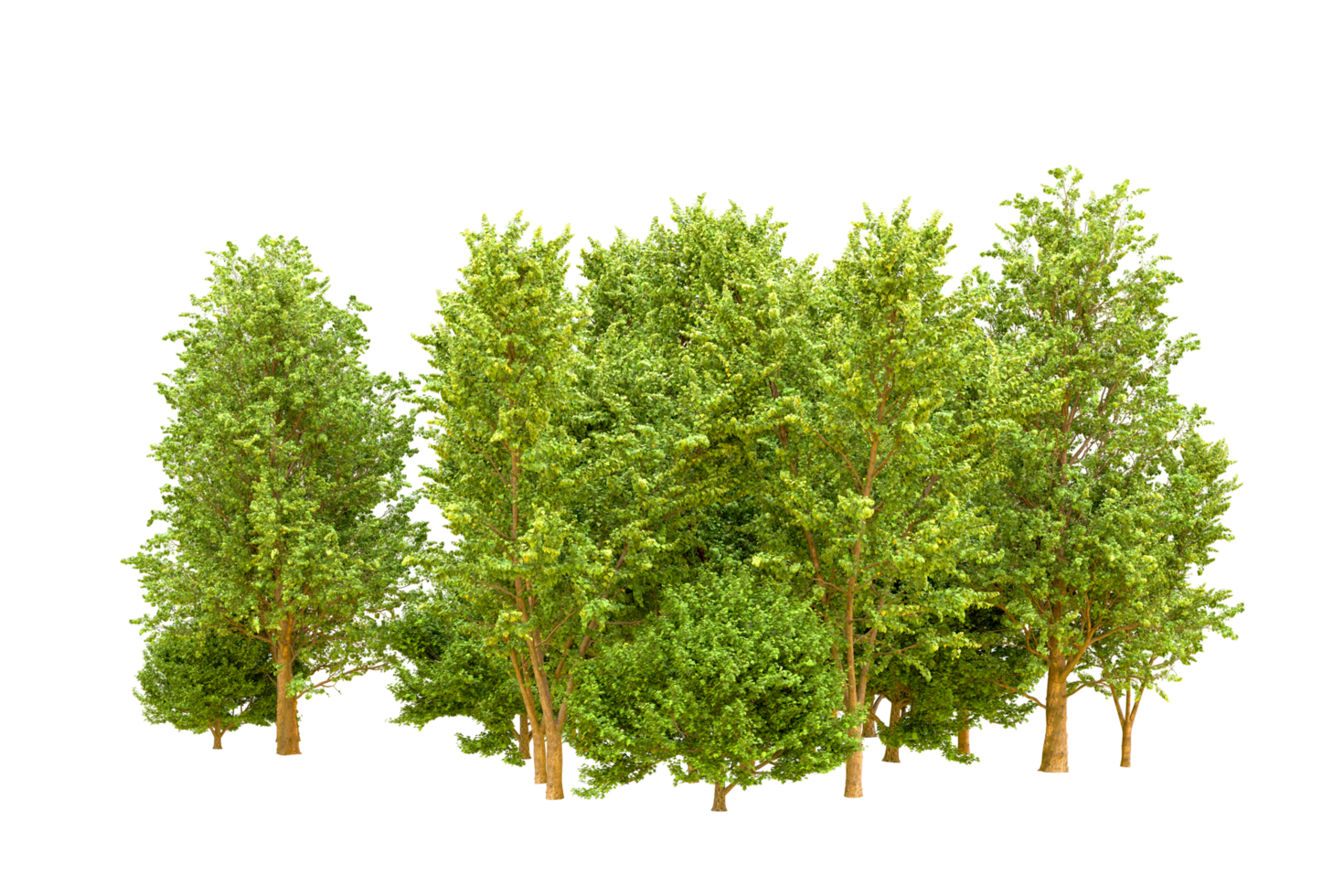 Green forest isolated on background. 3d rendering - illustration png