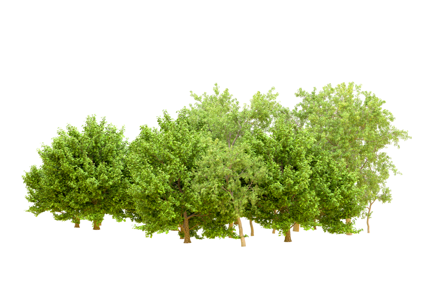 Green forest isolated on background. 3d rendering - illustration png