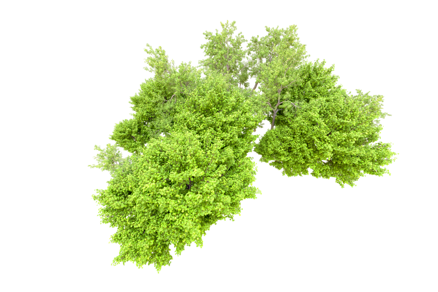 verde foresta isolato su sfondo. 3d interpretazione - illustrazione png