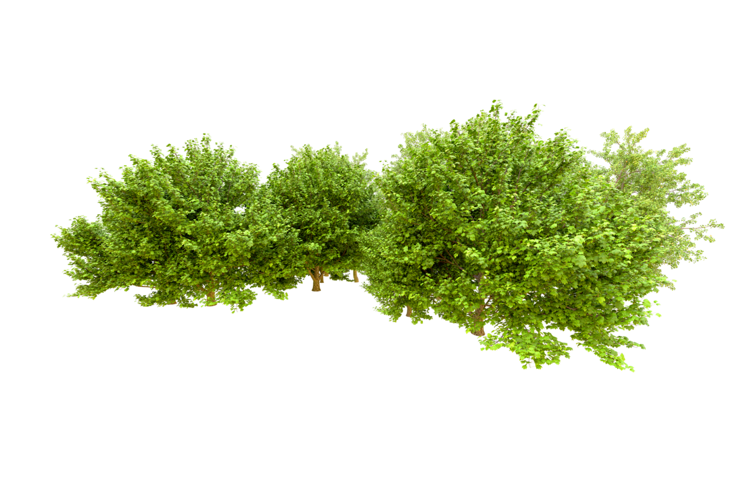 Green forest isolated on background. 3d rendering - illustration png