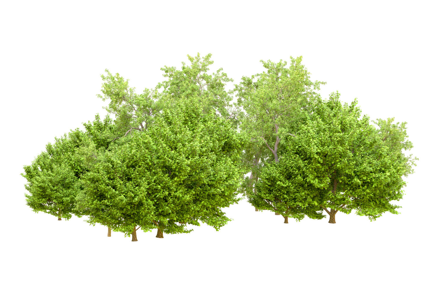 Green forest isolated on background. 3d rendering - illustration png