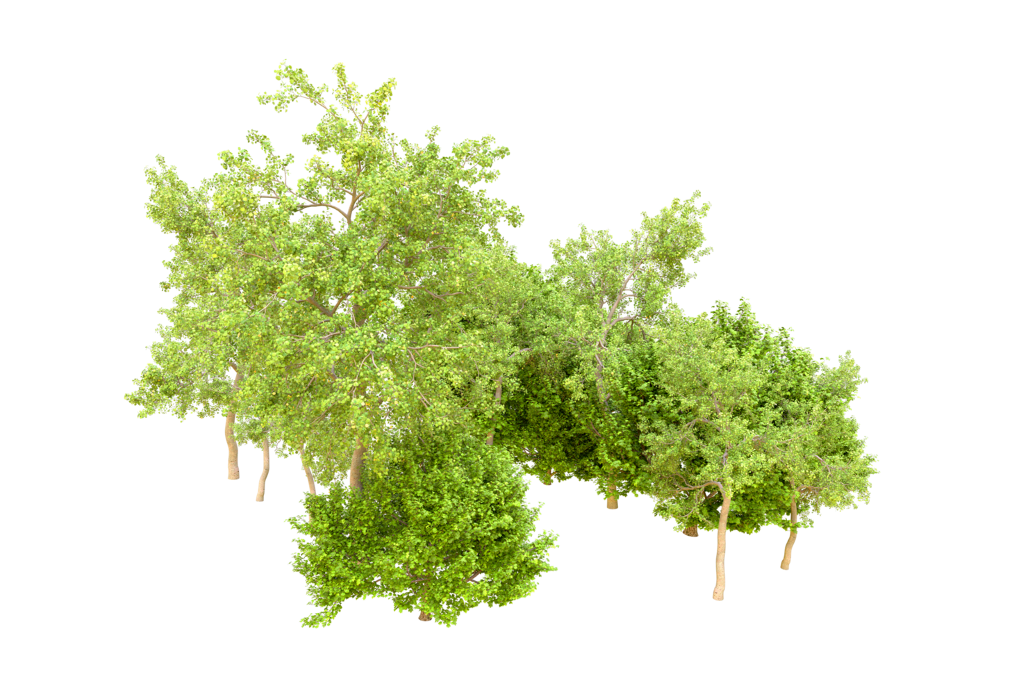 Green forest isolated on background. 3d rendering - illustration png