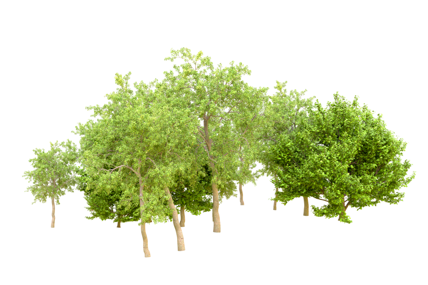Green forest isolated on background. 3d rendering - illustration png