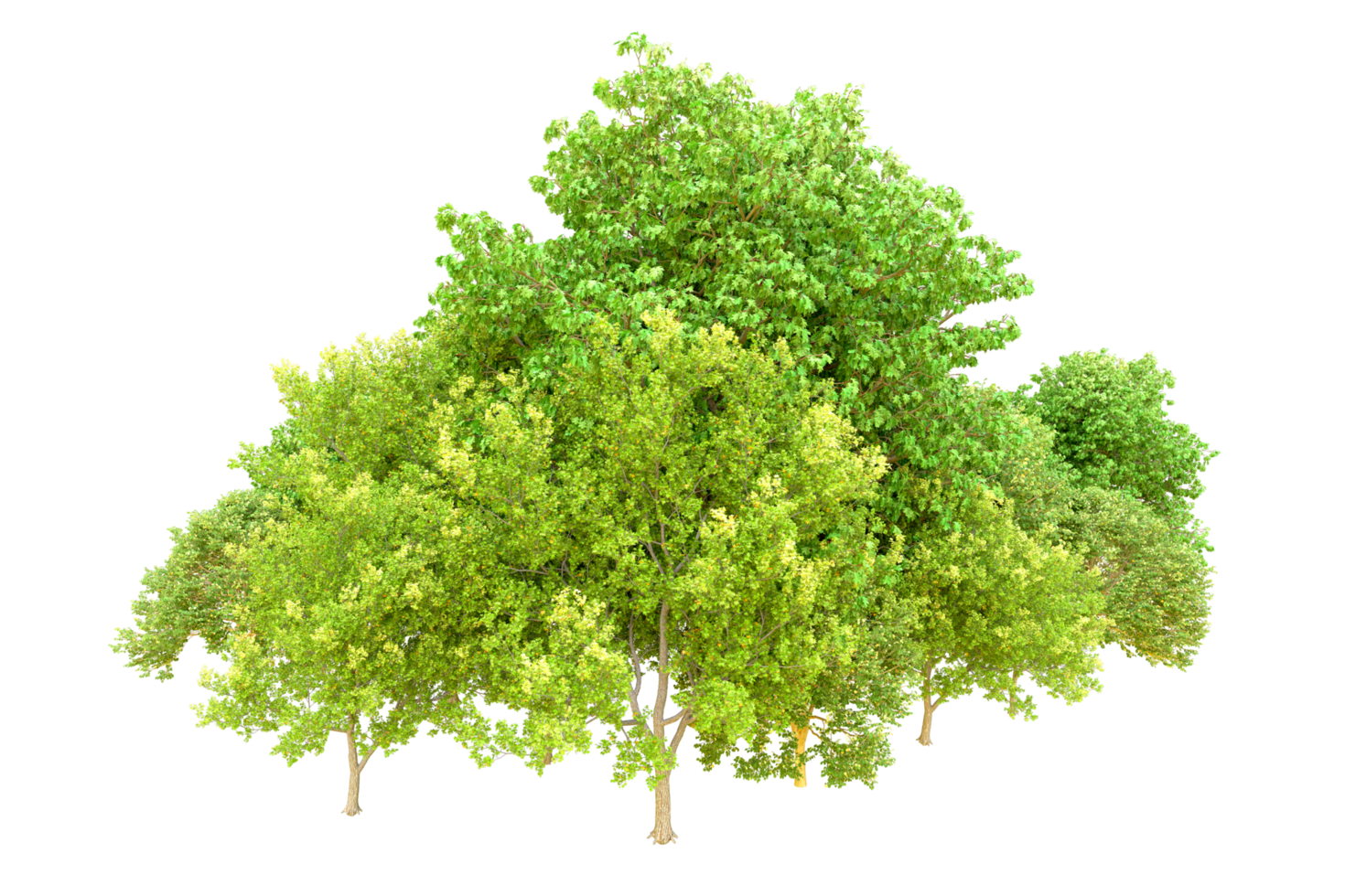 Green forest isolated on background. 3d rendering - illustration png