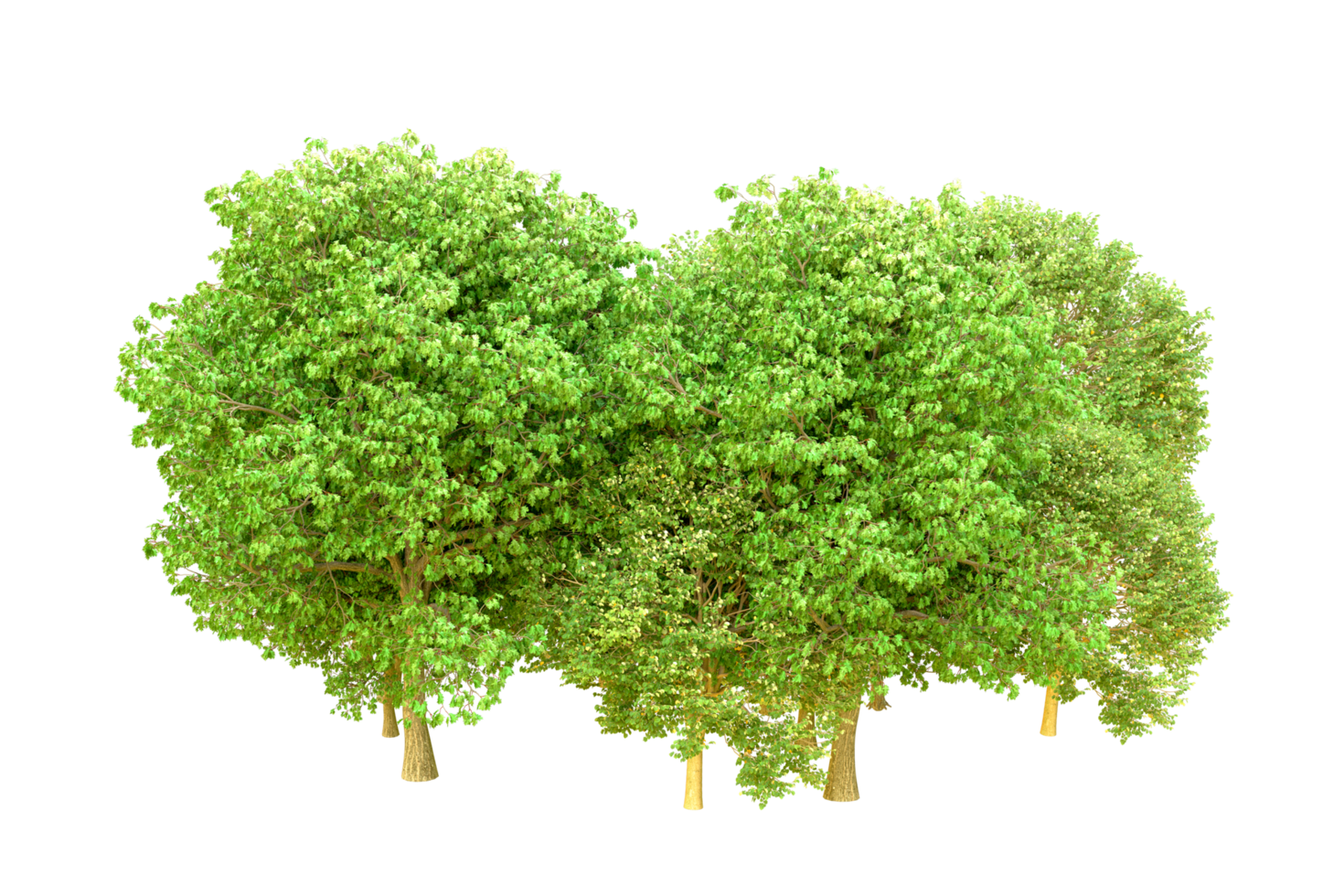 verde foresta isolato su sfondo. 3d interpretazione - illustrazione png