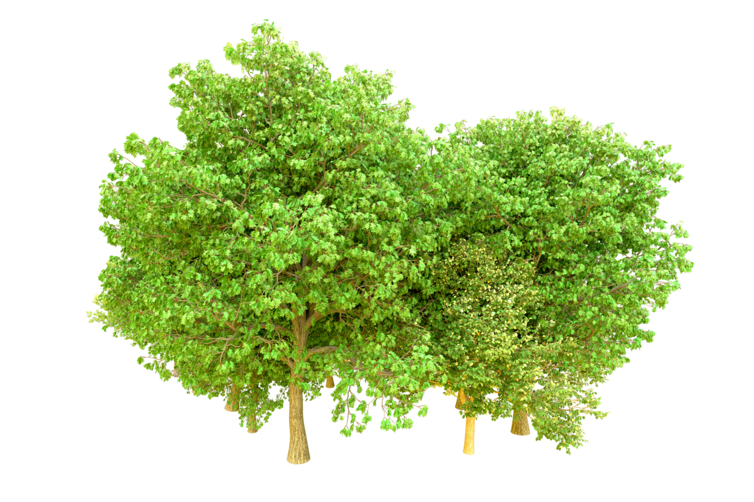 Green forest isolated on background. 3d rendering - illustration png