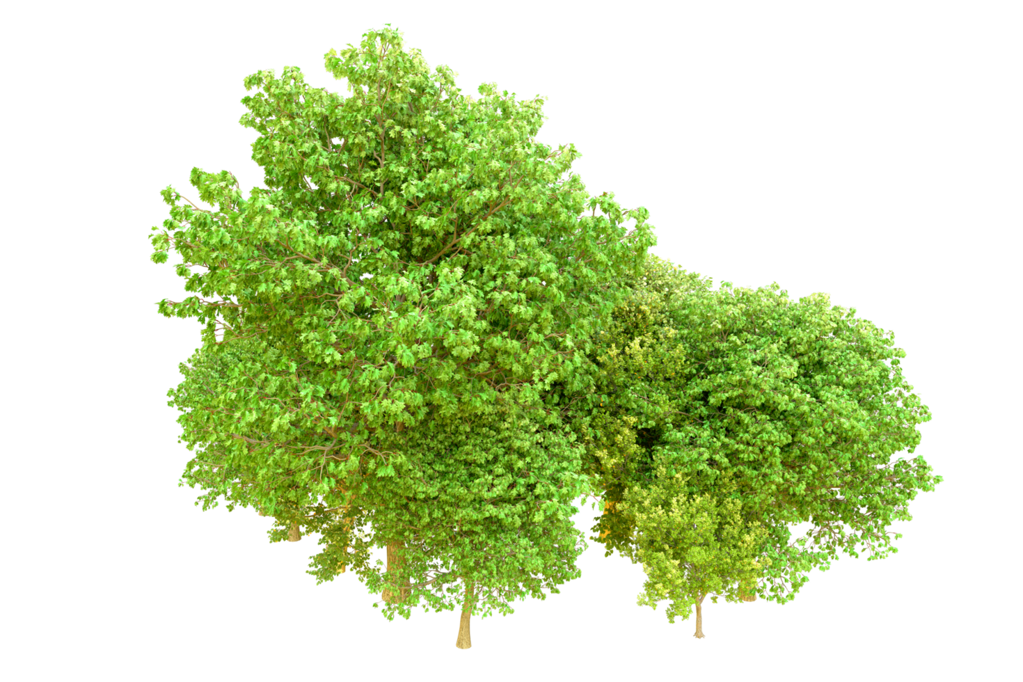Green forest isolated on background. 3d rendering - illustration png