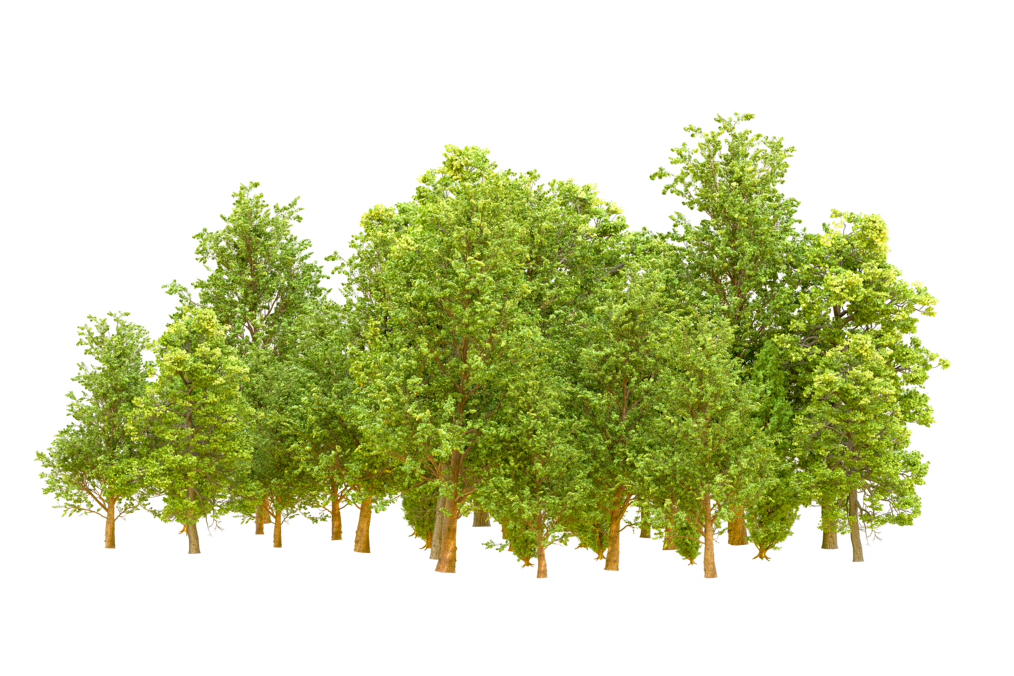 Green forest isolated on background. 3d rendering - illustration png