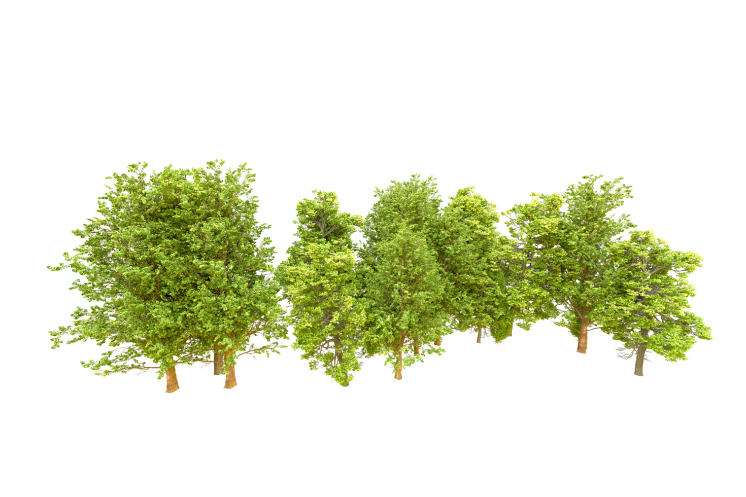 Green forest isolated on background. 3d rendering - illustration png