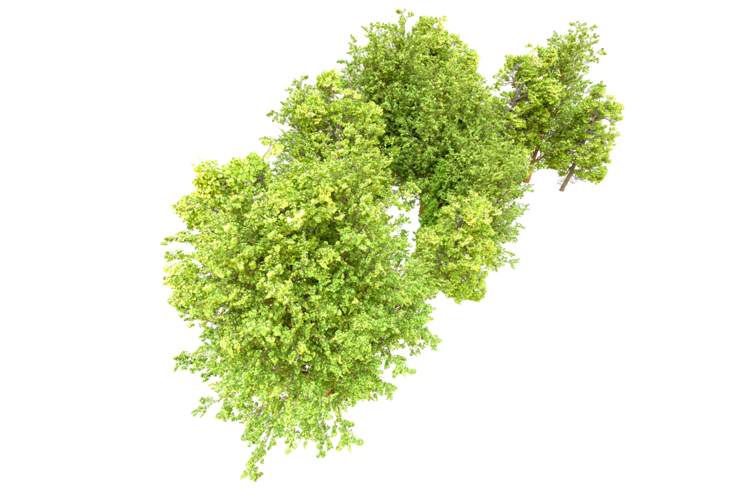 Green forest isolated on background. 3d rendering - illustration png