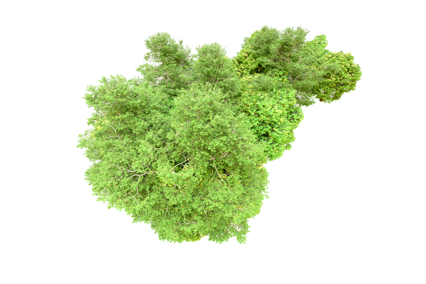Green forest isolated on background. 3d rendering - illustration png