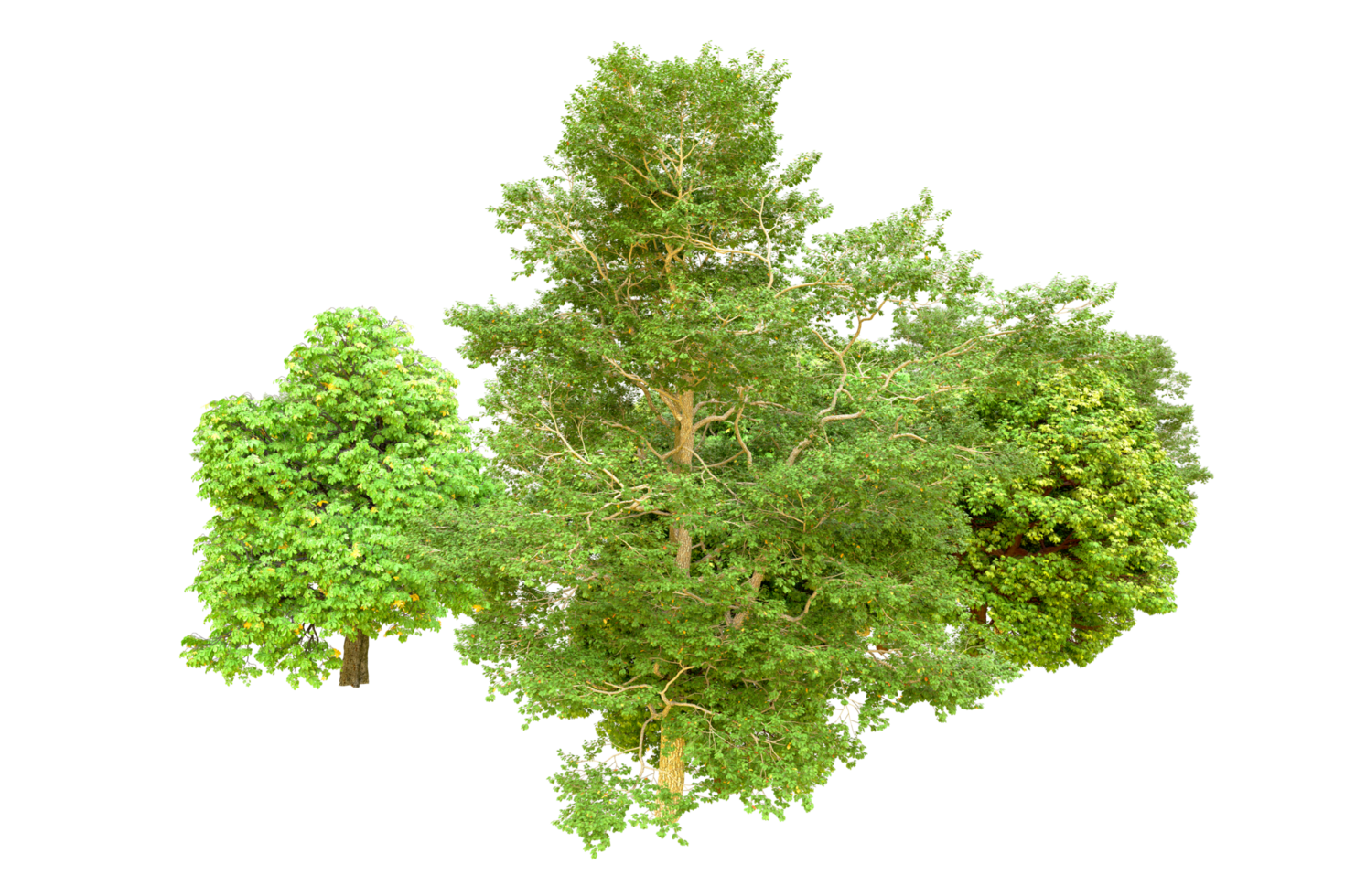 Green forest isolated on background. 3d rendering - illustration png
