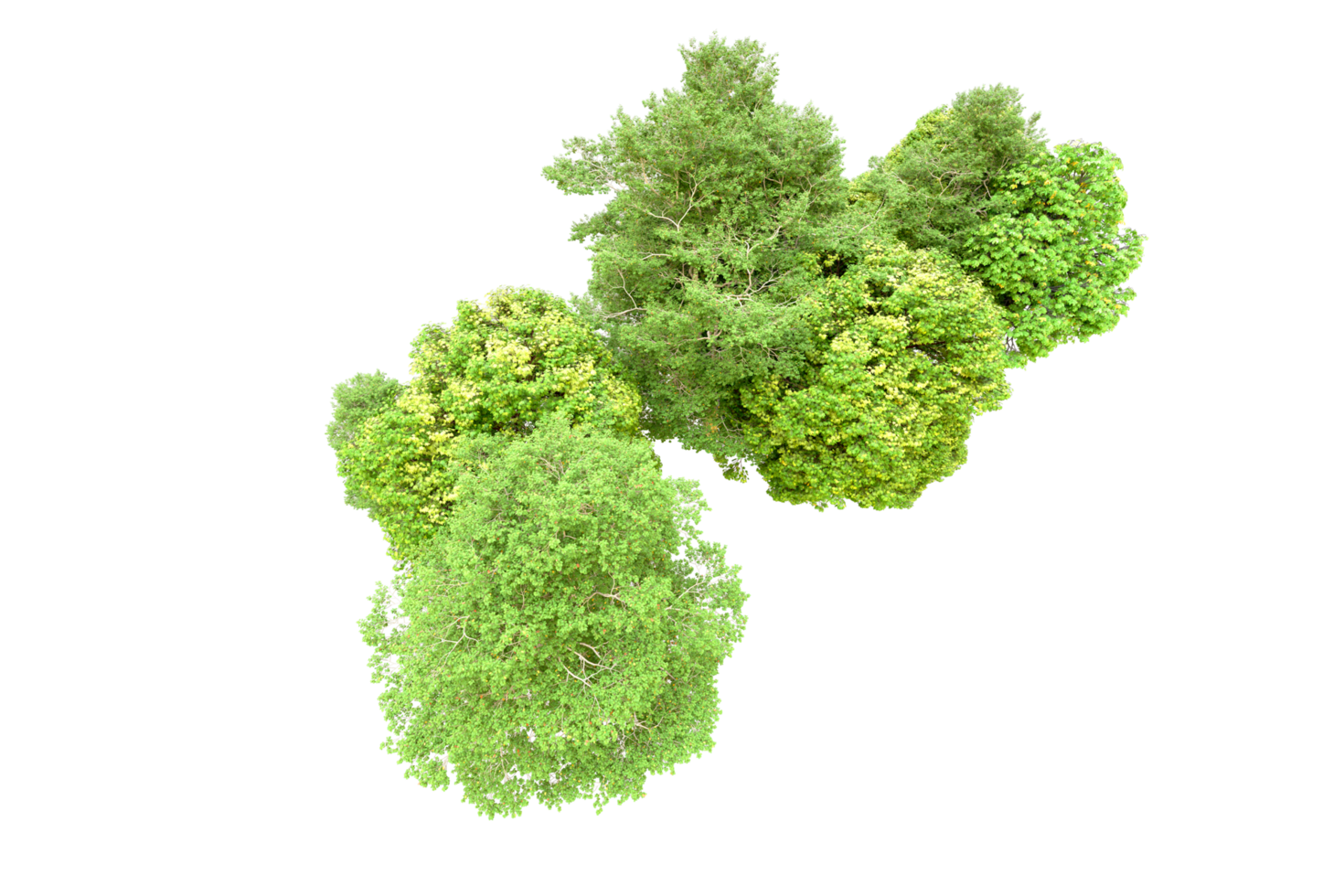 Green forest isolated on background. 3d rendering - illustration png