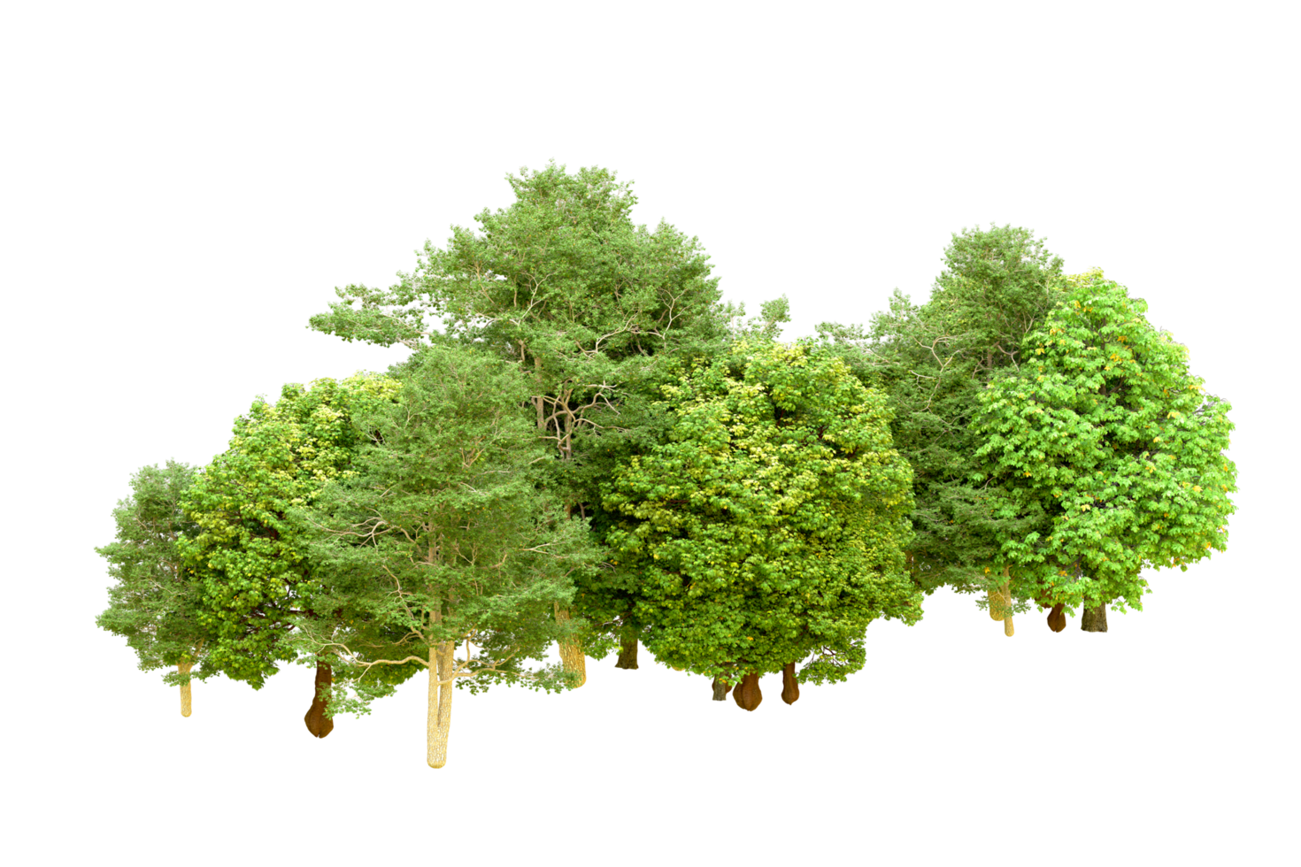 Green forest isolated on background. 3d rendering - illustration png