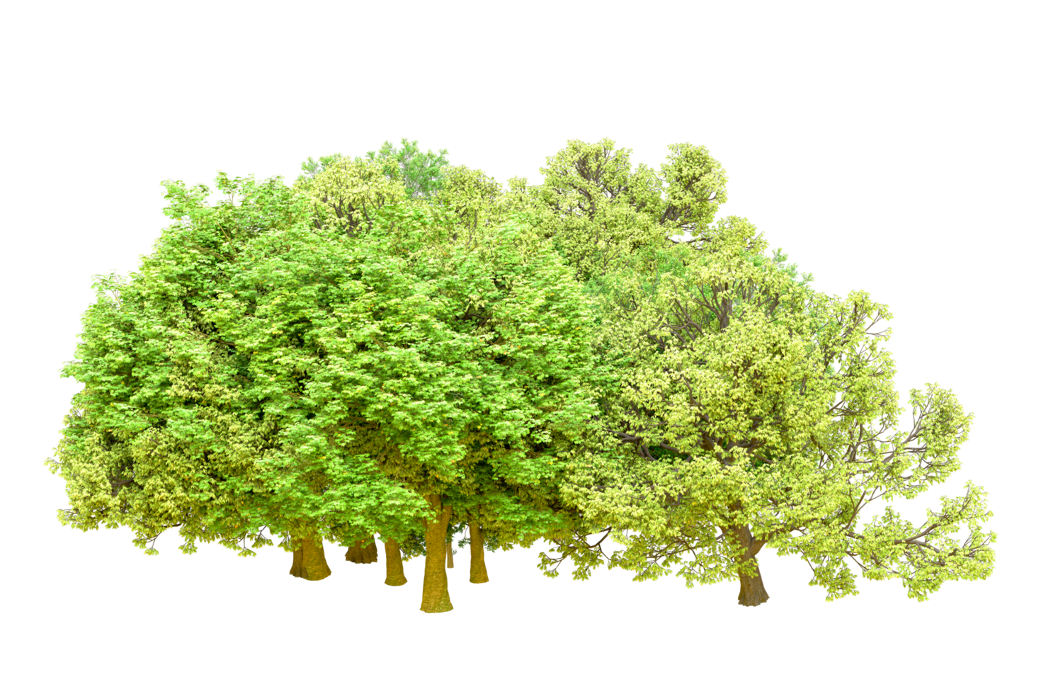 Green forest isolated on background. 3d rendering - illustration png