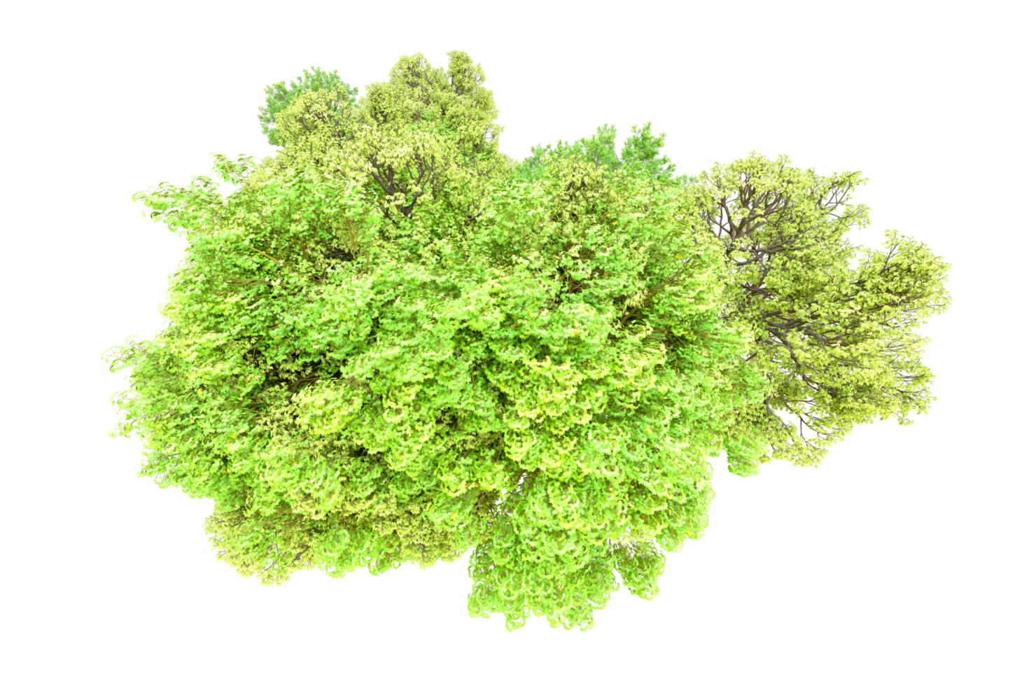 Green forest isolated on background. 3d rendering - illustration png