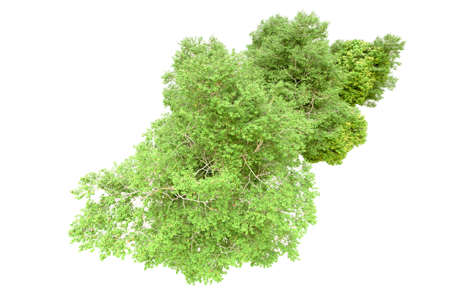 Green forest isolated on background. 3d rendering - illustration png
