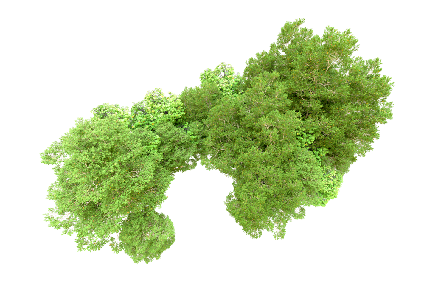 Green forest isolated on background. 3d rendering - illustration png