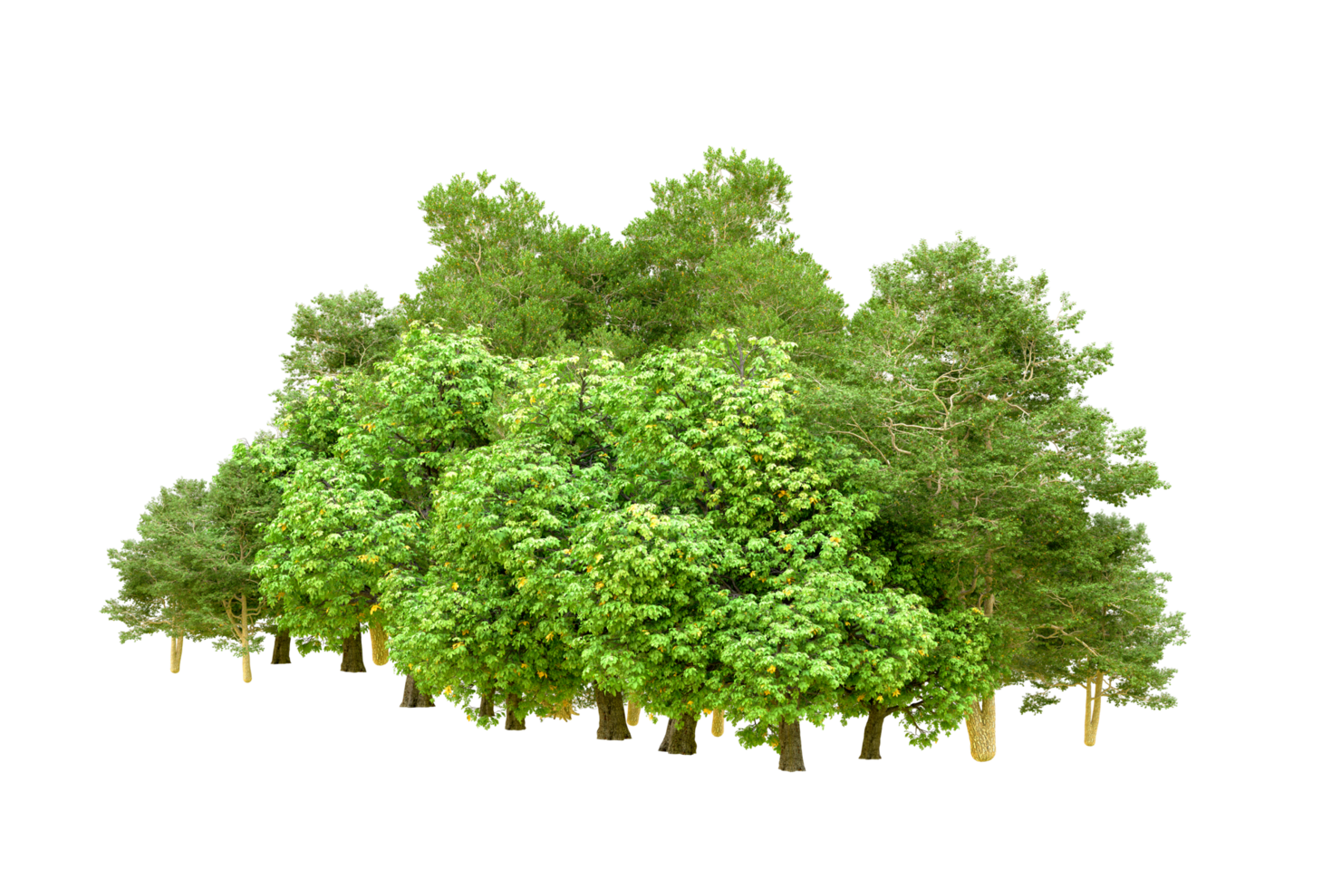 Green forest isolated on background. 3d rendering - illustration png