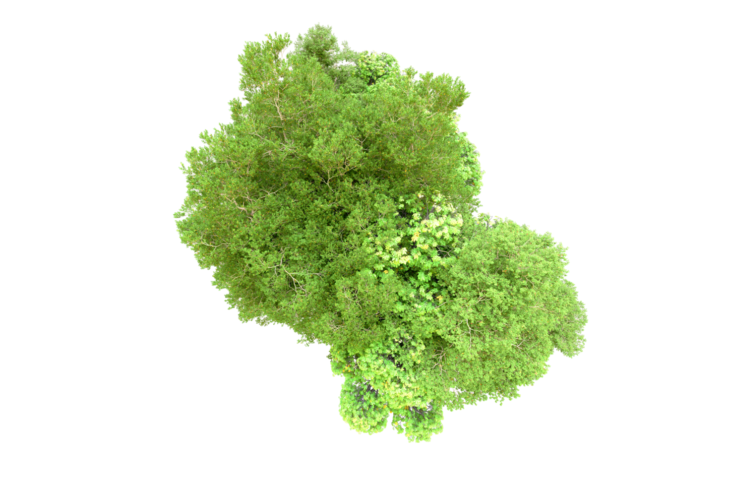 Green forest isolated on background. 3d rendering - illustration png