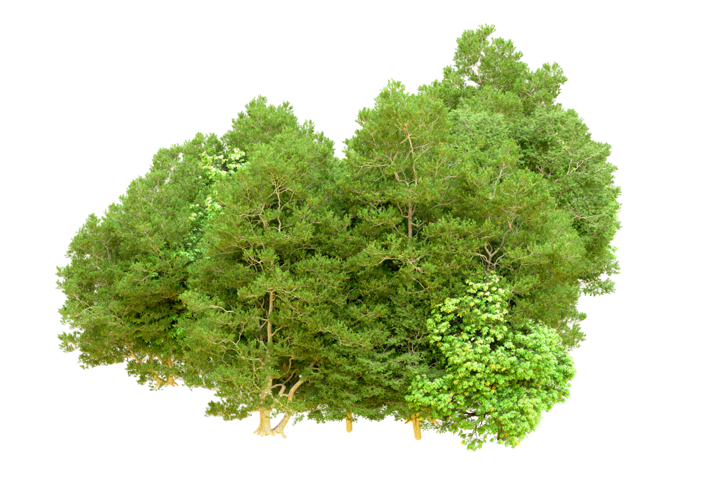 Green forest isolated on background. 3d rendering - illustration png