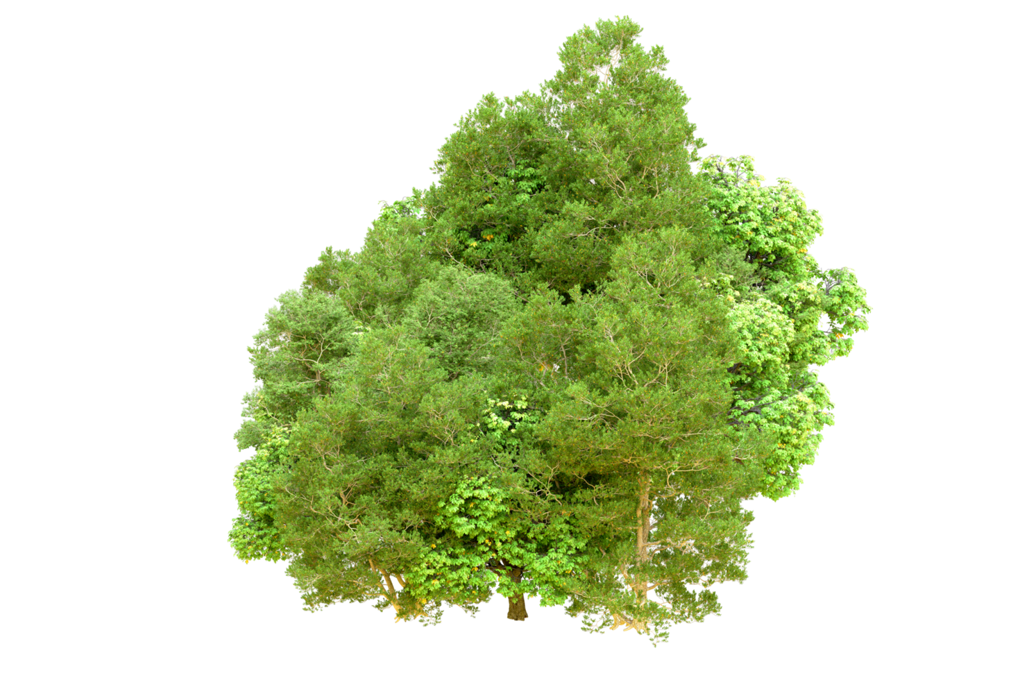Green forest isolated on background. 3d rendering - illustration png