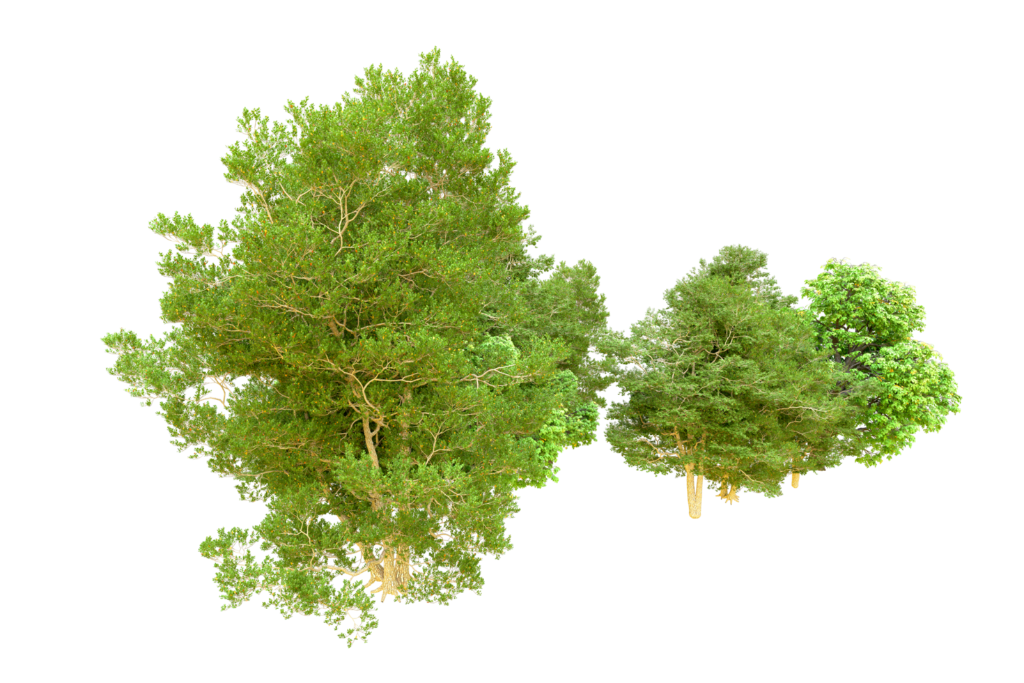 Green forest isolated on background. 3d rendering - illustration png