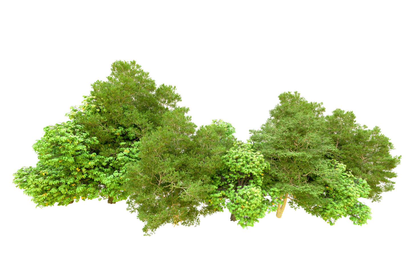 Green forest isolated on background. 3d rendering - illustration png