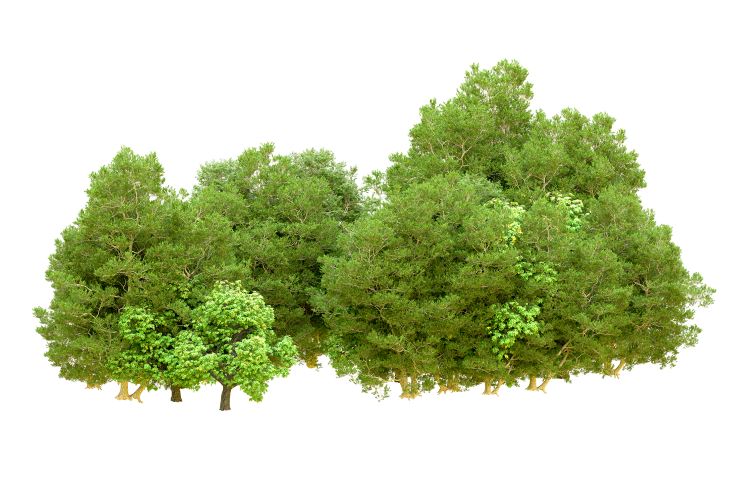 Green forest isolated on background. 3d rendering - illustration png