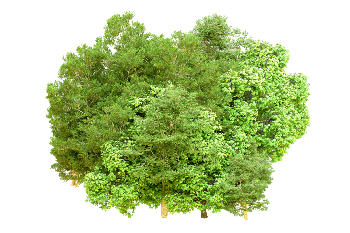 Green forest isolated on background. 3d rendering - illustration png