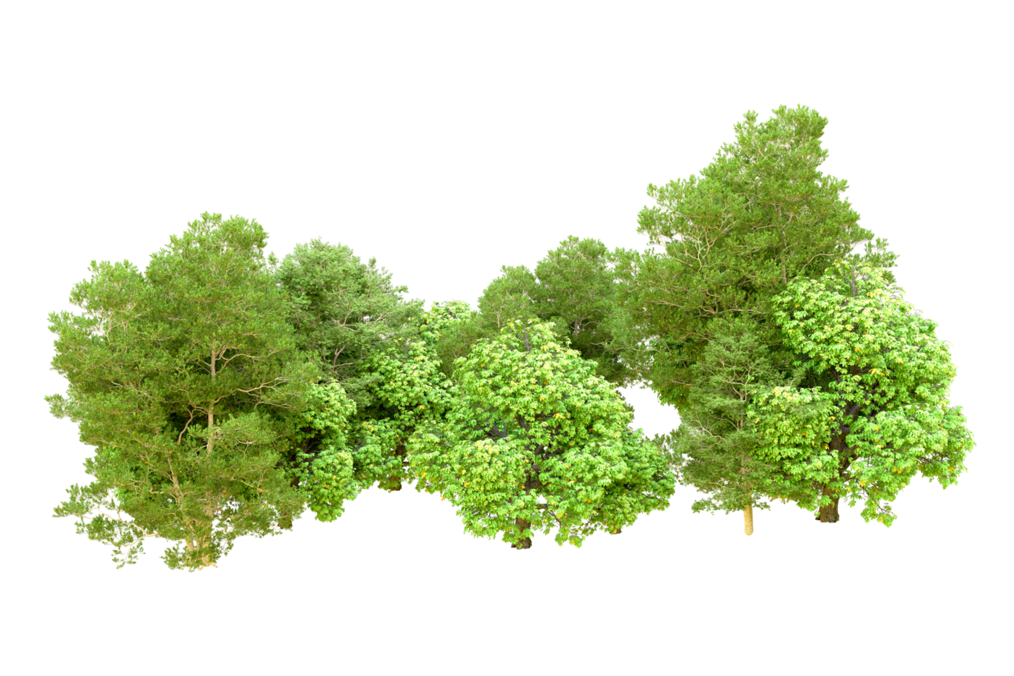 Green forest isolated on background. 3d rendering - illustration png