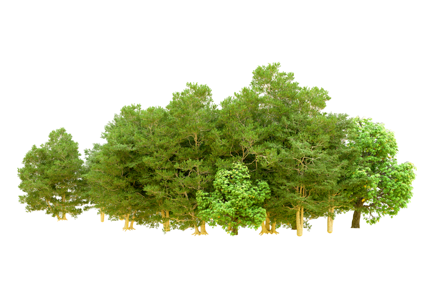 Green forest isolated on background. 3d rendering - illustration png